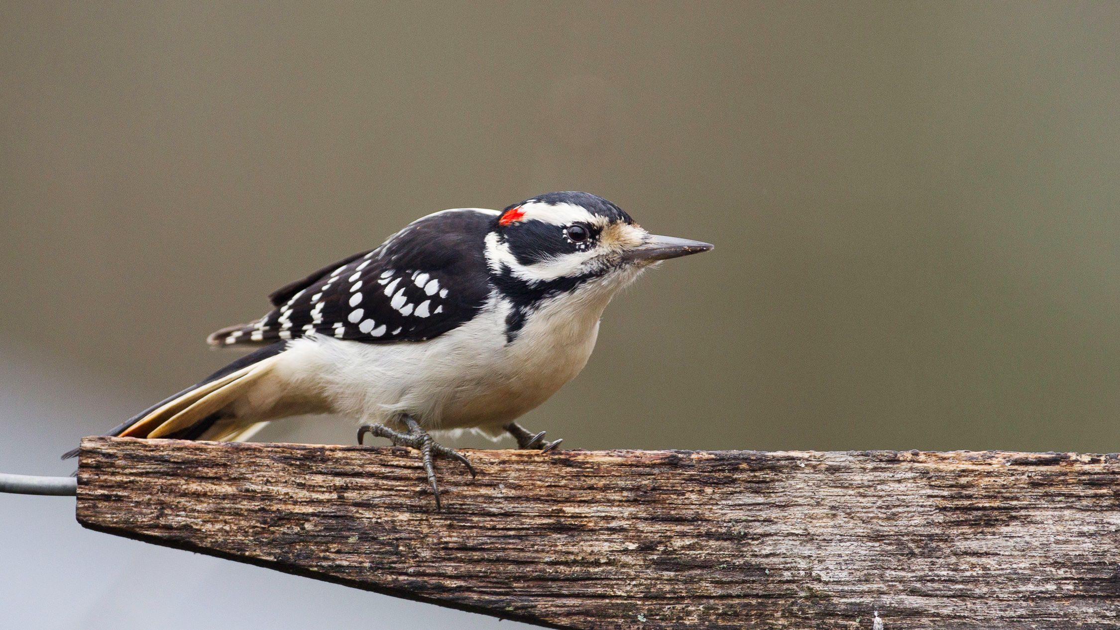 Blue Bird Find Yellow Circle Logo - Get to Know These 15 Common Birds | Audubon