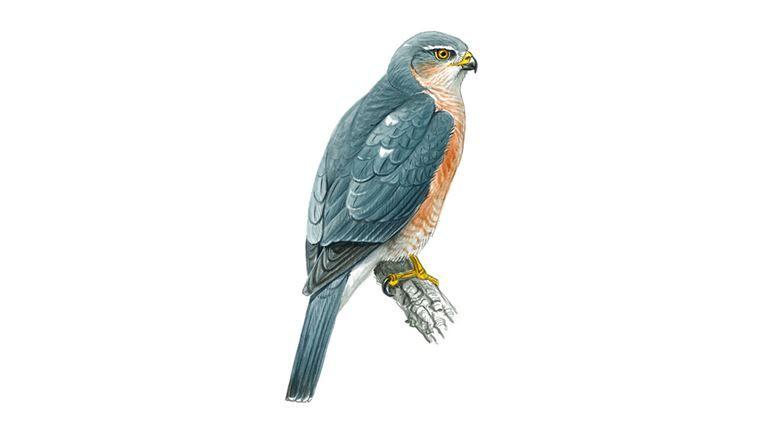 Blue Bird Find Yellow Circle Logo - Sparrowhawk Bird Facts