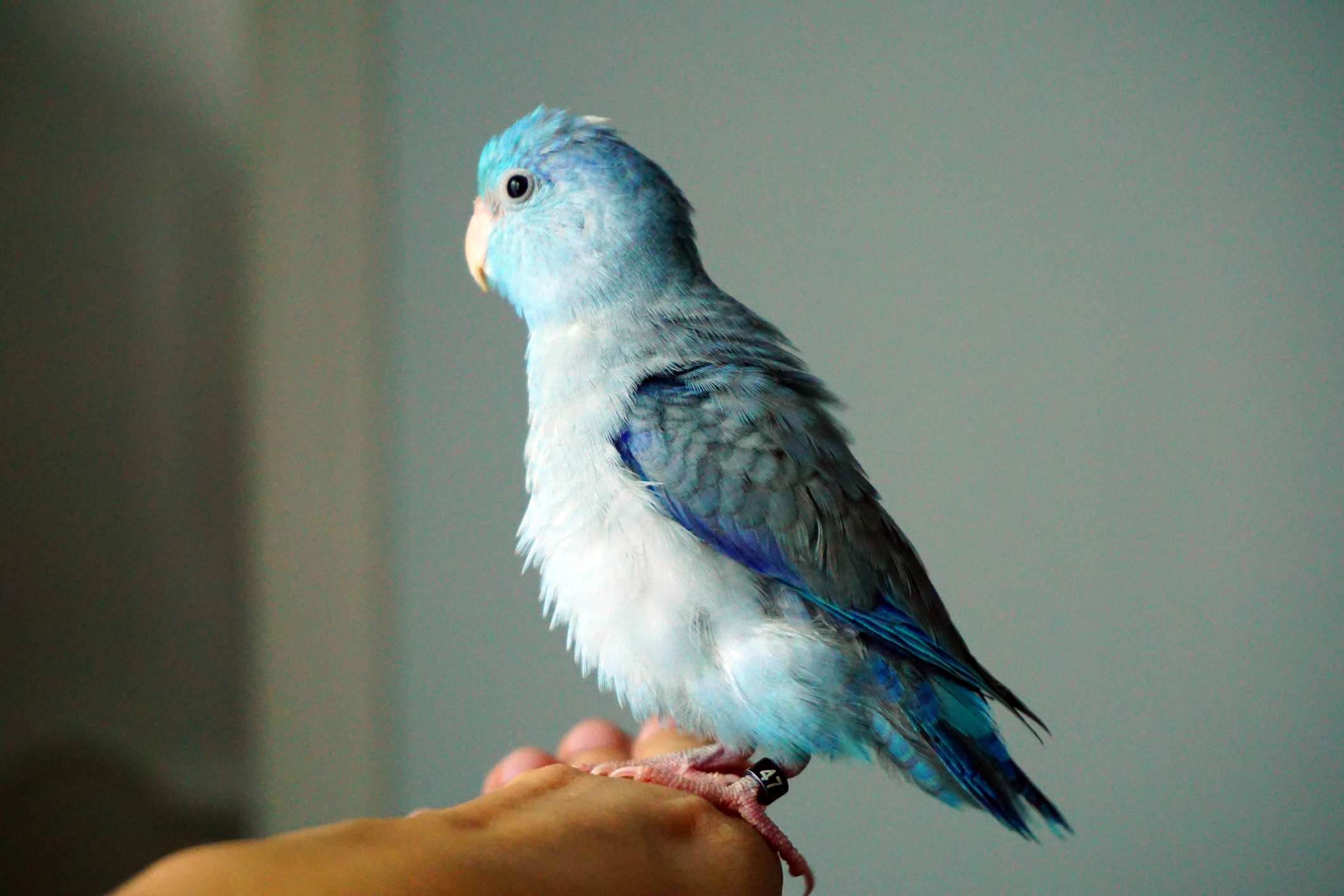 Blue Bird Find Yellow Circle Logo - Bird Identification: Common Blue Parrot Species