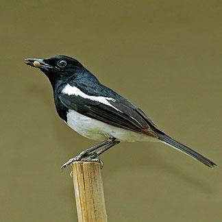 Blue Bird Find Yellow Circle Logo - Common Indian City Birds