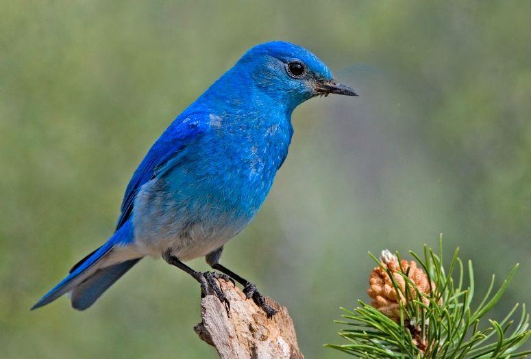 Blue Bird Find Yellow Circle Logo - List of birds of Nevada