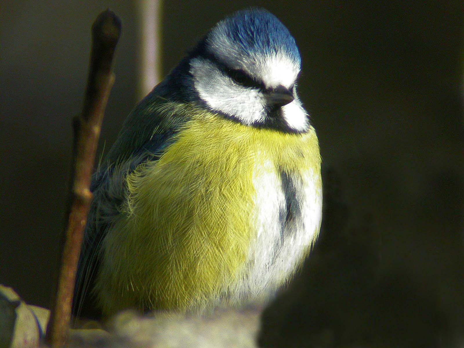 Blue Bird Find Yellow Circle Logo - Birds in detail