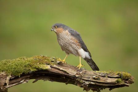 Blue Bird Find Yellow Circle Logo - Identify birds of prey. The Wildlife Trusts