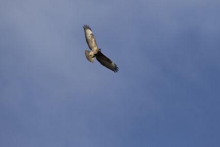 Blue Bird Find Yellow Circle Logo - Identify birds of prey | The Wildlife Trusts