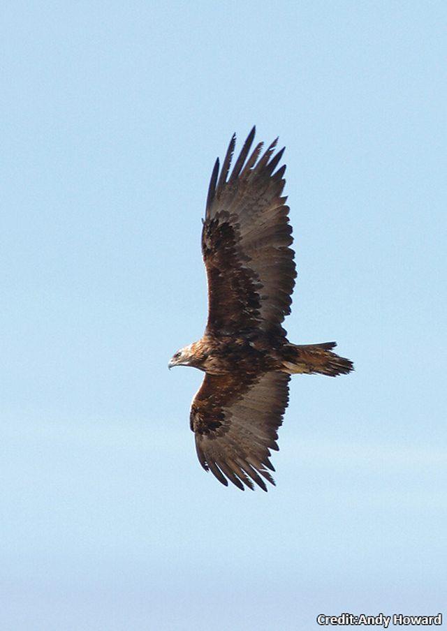 Blue Bird Find Yellow Circle Logo - BBC Blogs Tips: Identifying our birds of prey