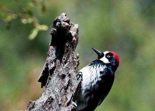 Blue Bird Find Yellow Circle Logo - Wild bird identification by color | Online Bird Guide | Jay's Bird Barn