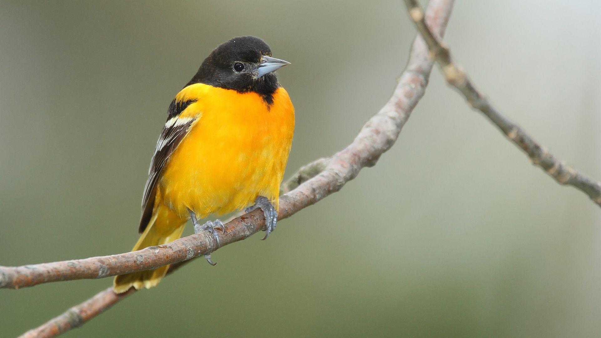 Blue Bird Find Yellow Circle Logo - List of birds of Maryland