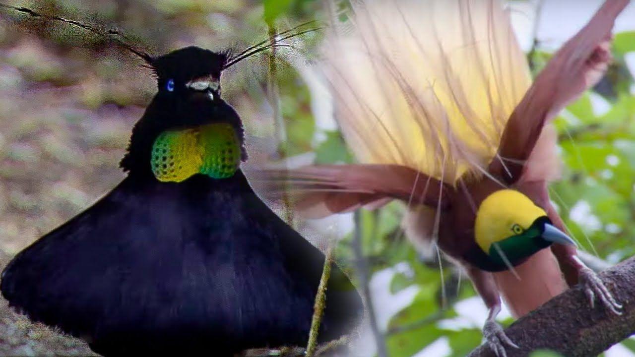 Blue Bird Find Yellow Circle Logo - Bird Of Paradise Courtship Spectacle. Planet Earth. BBC Earth