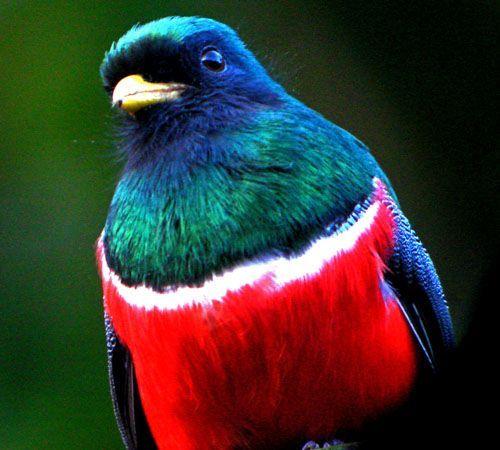 Red and Green with a Red Bird Logo - Collared Trogon, Costa Rica - red, white and blue bird with a