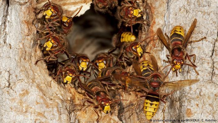 Crossed Bat Hornet Logo - Hornet attack leaves 18 injured during German wine festival | News ...