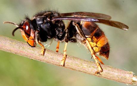 Crossed Bat Hornet Logo - Tourists warned as Asian hornets terrorise French - Telegraph