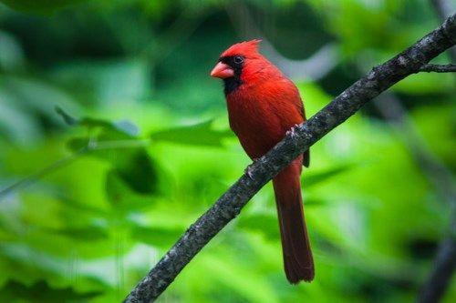 Red and Green with a Red Bird Logo - The Northern Cardinal (Cardinalis cardinalis) National