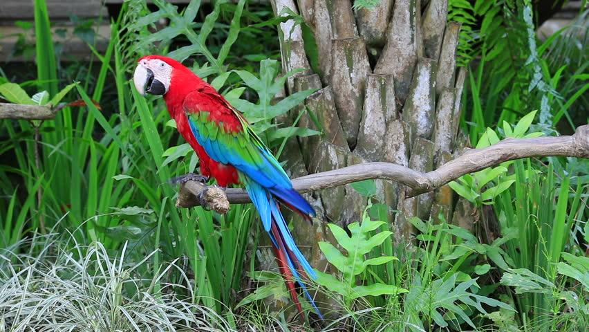 Red and Green with a Red Bird Logo - Red and Green Winged Macaw Stock Footage Video (100% Royalty-free ...