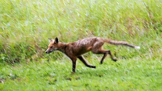 Brown Fox Head Logo - Sorry to say, this quick, brown fox not Buderim Beast. Sunshine