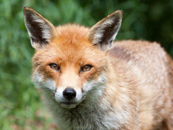 Brown Fox Head Logo - Fox (Vulpes vulpes)