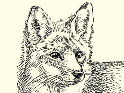 Brown Fox Head Logo - The Quick Brown Fox by MUTI | Dribbble | Dribbble