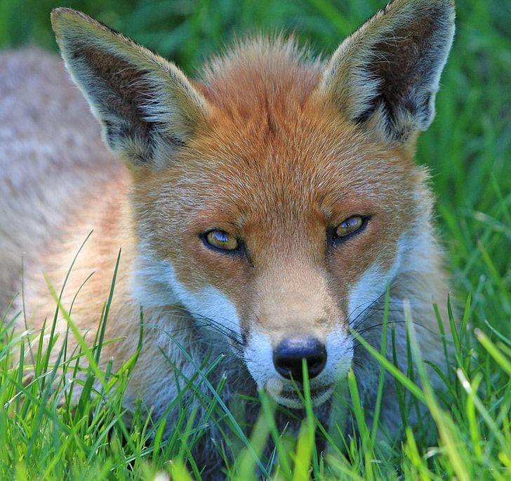 Brown Fox Head Logo - Royalty-Free photo: Close-up photo of white and brown fox | PickPik