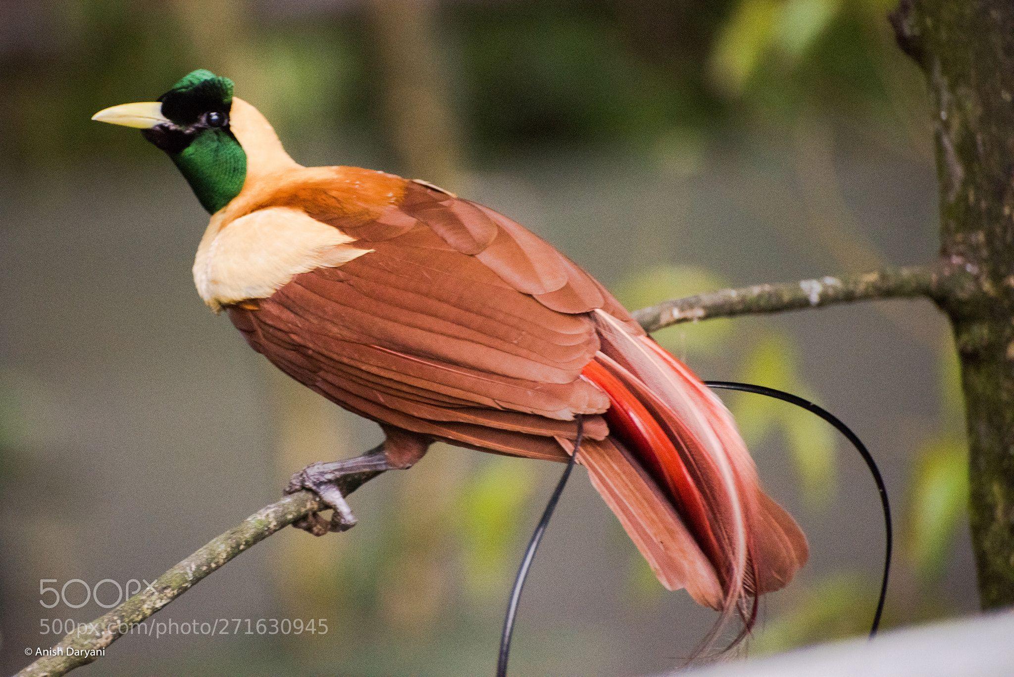 Red and Green with a Red Bird Logo - Red Bird of Paradise (Male)Like all birds of paradise the Red Bird