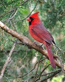 Red and Green with a Red Bird Logo - World Bird Sanctuary: Birdlore: Northern Cardinal The Romantic Bird