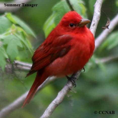 Red and Green with a Red Bird Logo - Red Birds - Birds by Colour - North American Birds - Birds of North ...