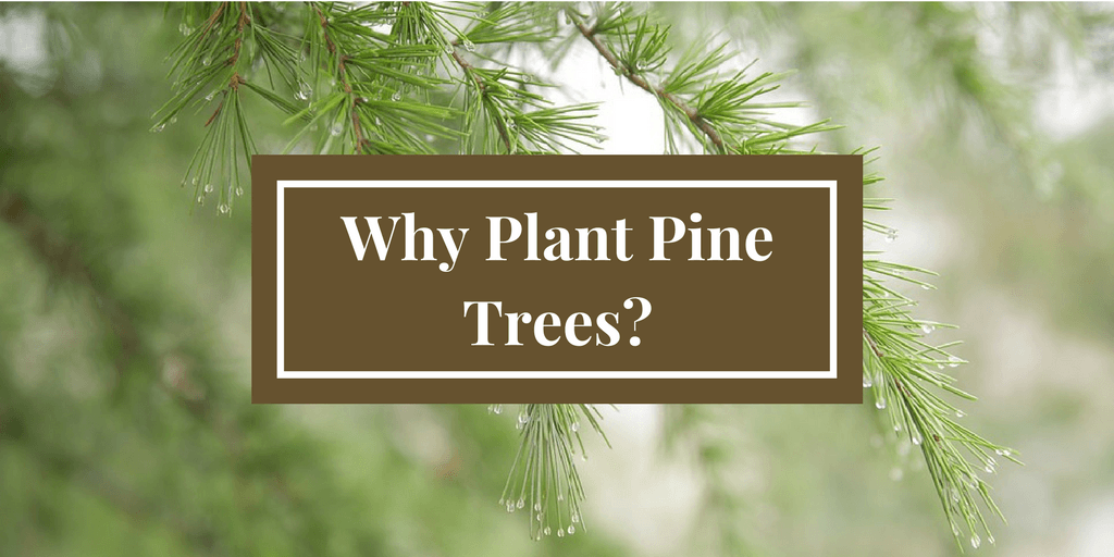 Pine Tree District Logo - Why Plant a Pine Tree? - Seneca Conservation District