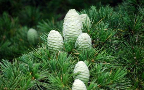 Pine Tree District Logo - Young pine cones on tree - Picture of Dalhousie, Chamba District ...