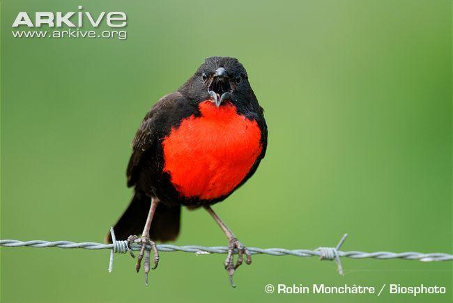 Red and Green with a Red Bird Logo - Red-breasted blackbird videos, photos and facts - Sturnella ...