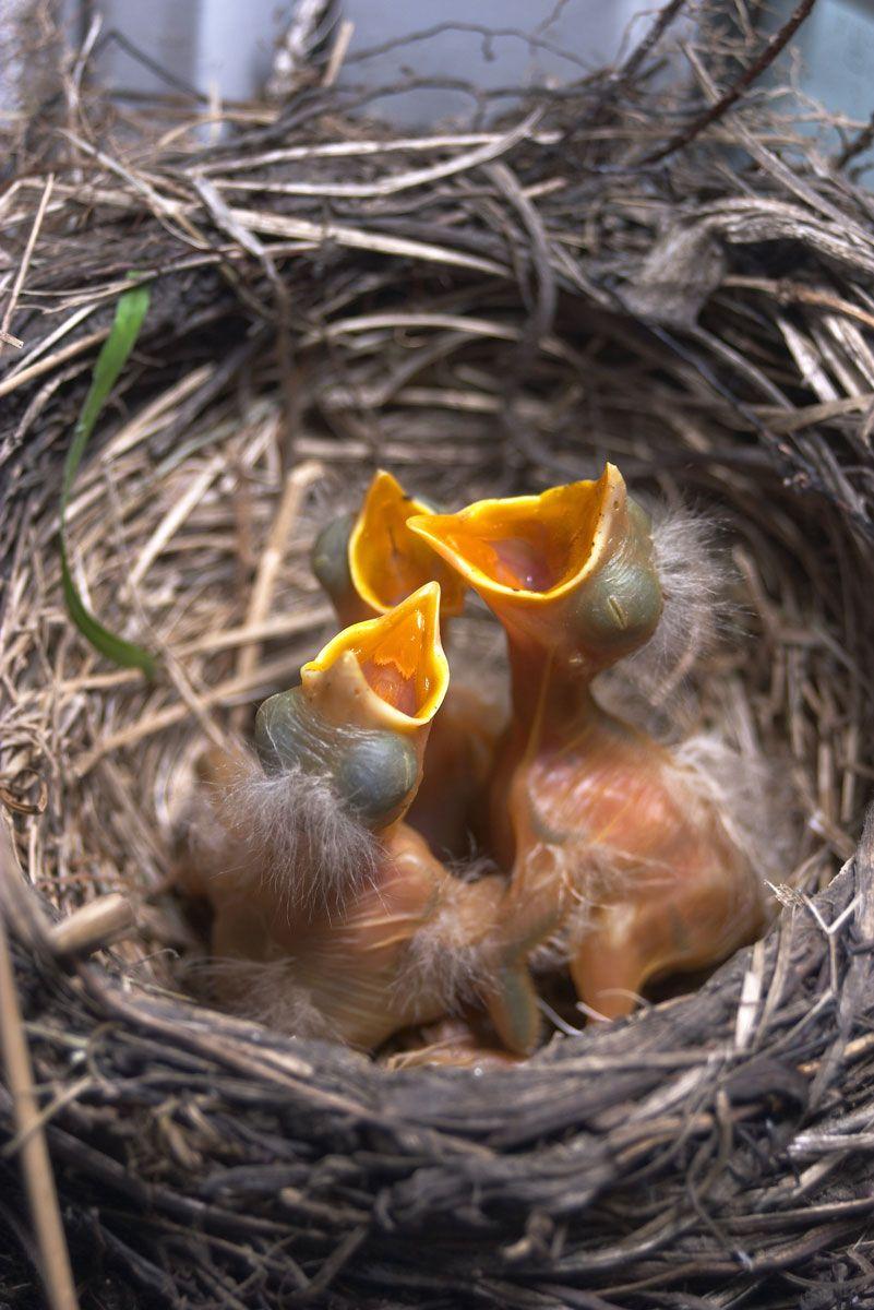 Baby Bird and Nest Logo - Baby Birds