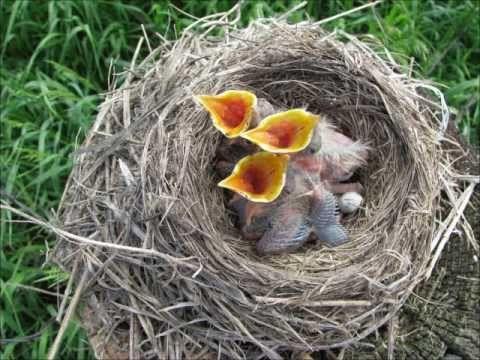 Baby Bird and Nest Logo - Bird Nest on a Fence Post with newborn baby birds - YouTube