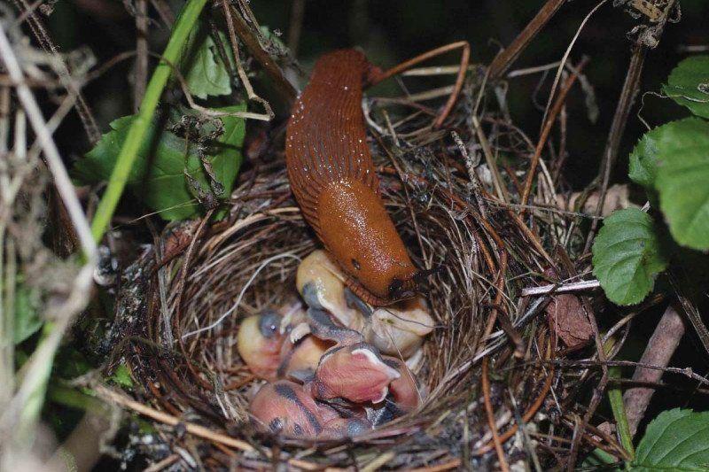 Baby Bird and Nest Logo - Monster slugs are devouring defenceless baby birds in nests | SBS ...