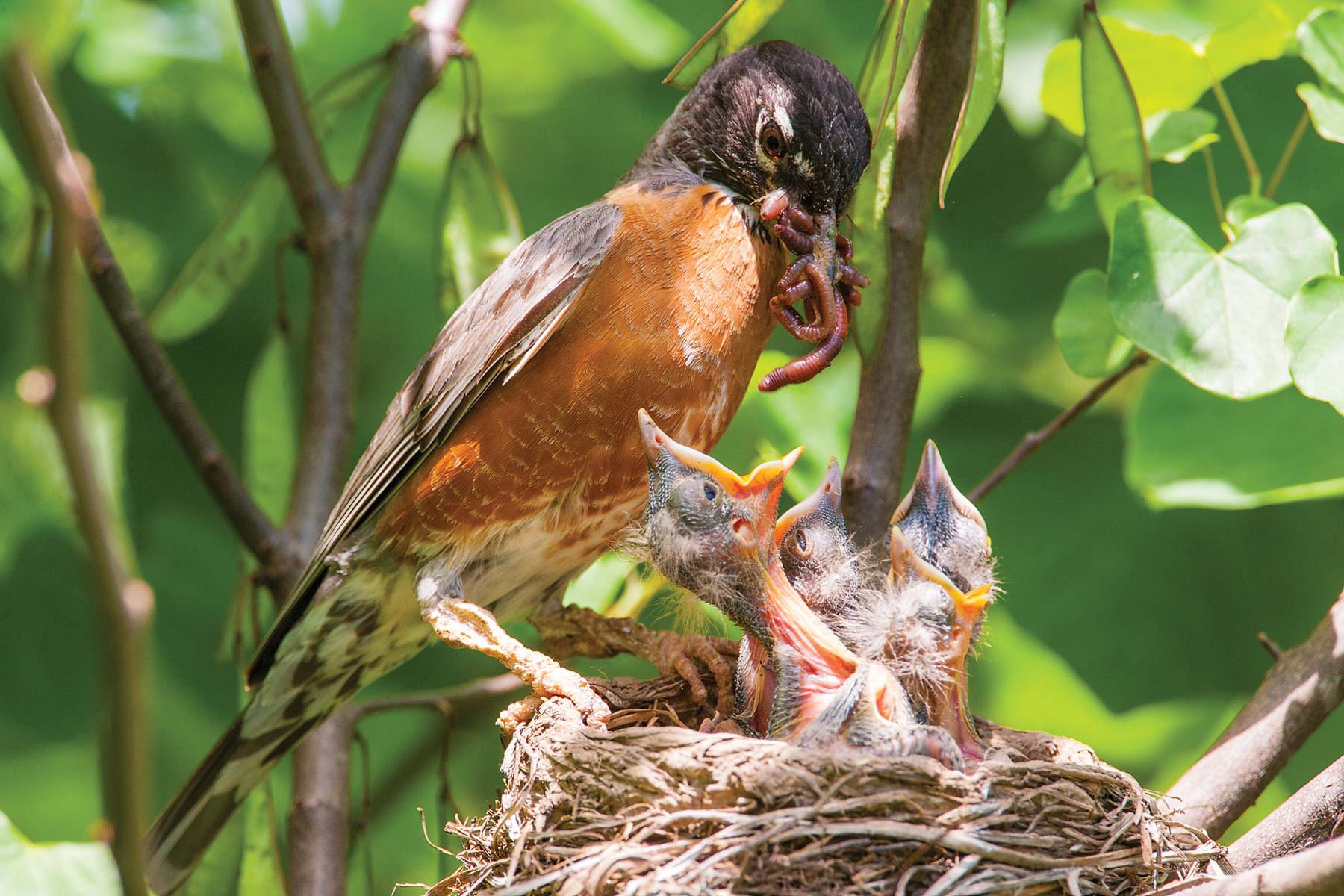 Baby Bird and Nest Logo - What's in a Nest? | Missouri Department of Conservation