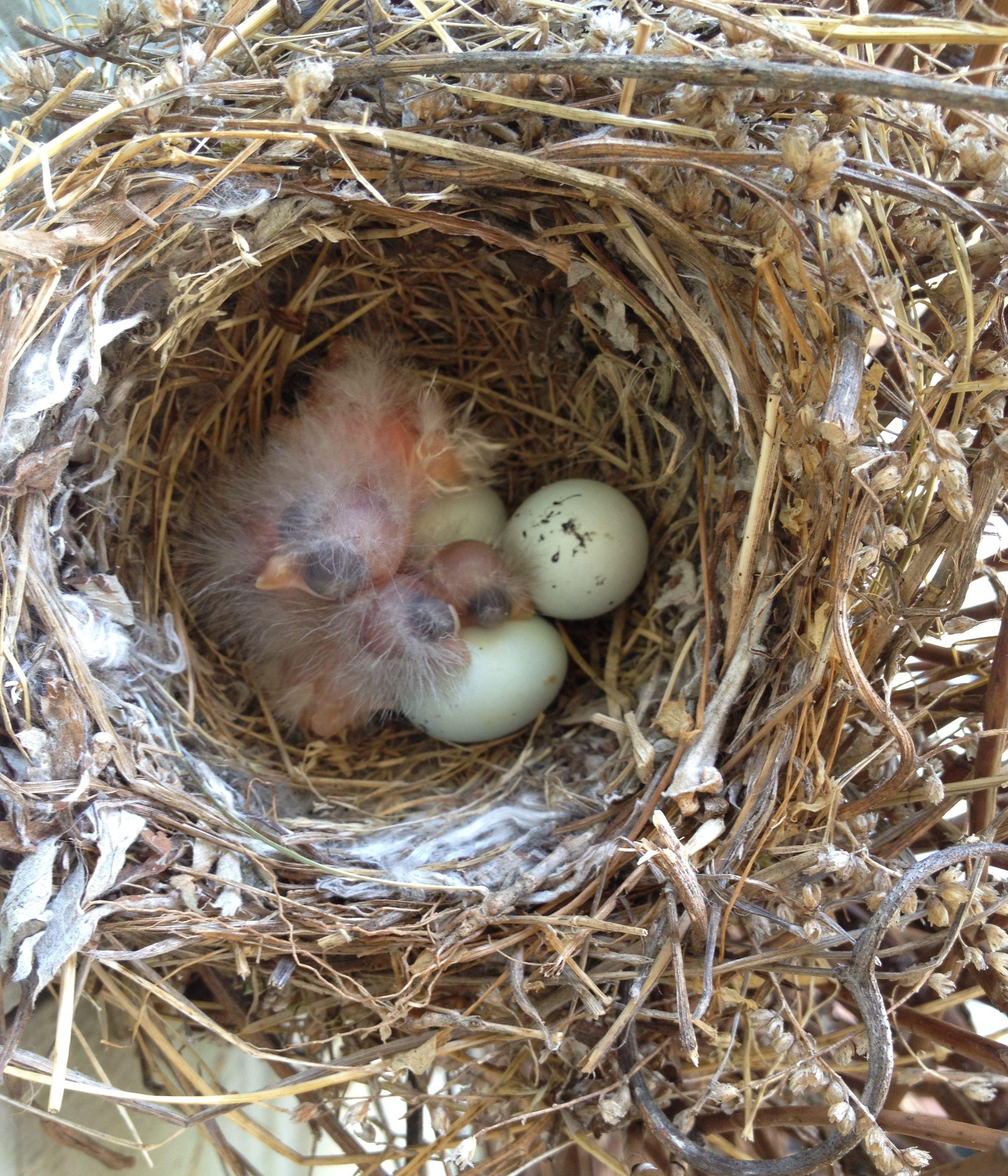 Baby Bird and Nest Logo - Baby Birds, Eggs, Nest (Orient Point) | WordRustler