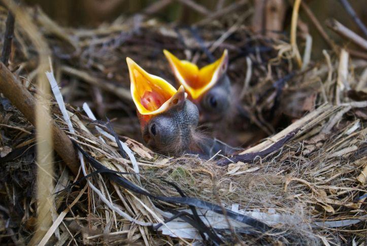 Baby Bird and Nest Logo - How Hungry is my Baby Bird? | Earth Rangers Wild Wire Blog