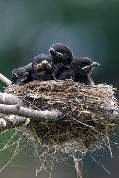Baby Bird and Nest Logo - 408 Best Baby birds in nest (2) images | Exotic birds, Animal babies ...