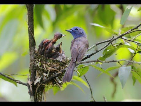 Baby Bird and Nest Logo - How to Feed a Baby Bird That Fell Out of the Nest - YouTube