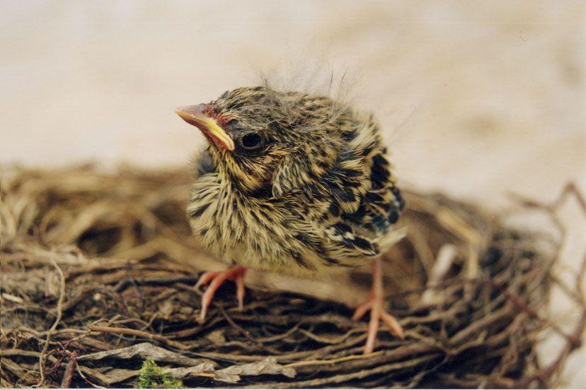 Baby Bird and Nest Logo - Nature vs Nurture: How do baby birds learn how to fly? | Bio-Aerial ...