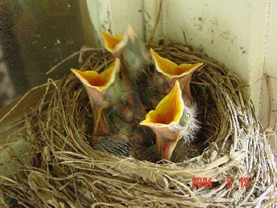 Baby Bird and Nest Logo - Black Hills Audubon Society | Injured Birds or Wildlife