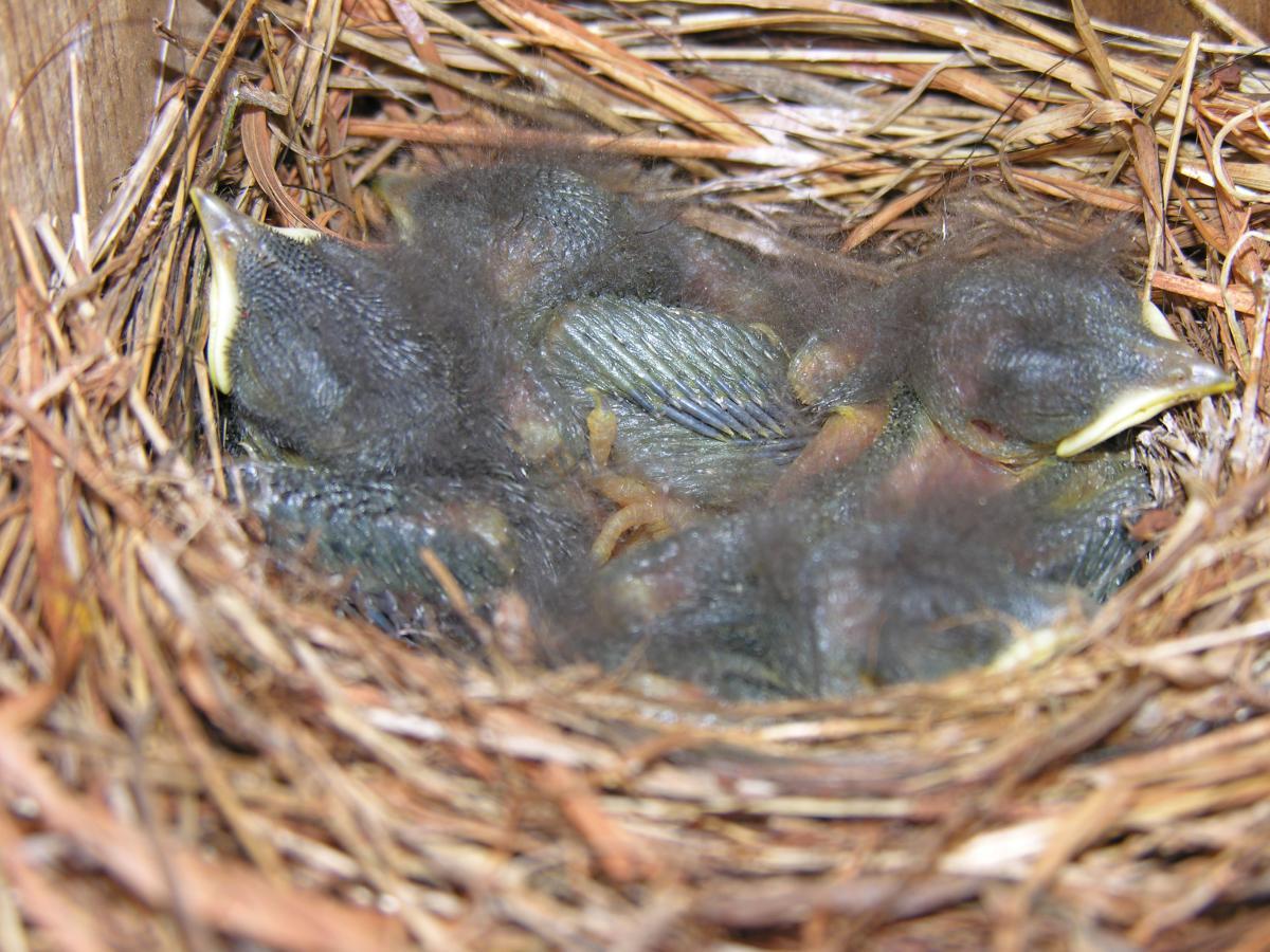 Baby Bird and Nest Logo - Baby Bird | The Wildlife Center of Virginia