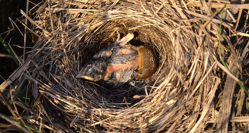 Baby Bird and Nest Logo - Giant slugs snack on baby birds | Science News for Students