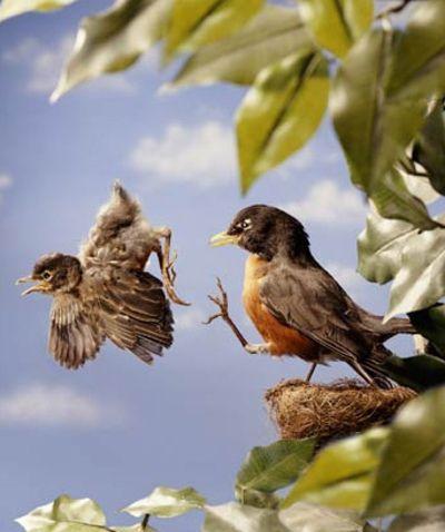 Baby Bird and Nest Logo - Nature vs Nurture: How do baby birds learn how to fly? | Bio-Aerial ...