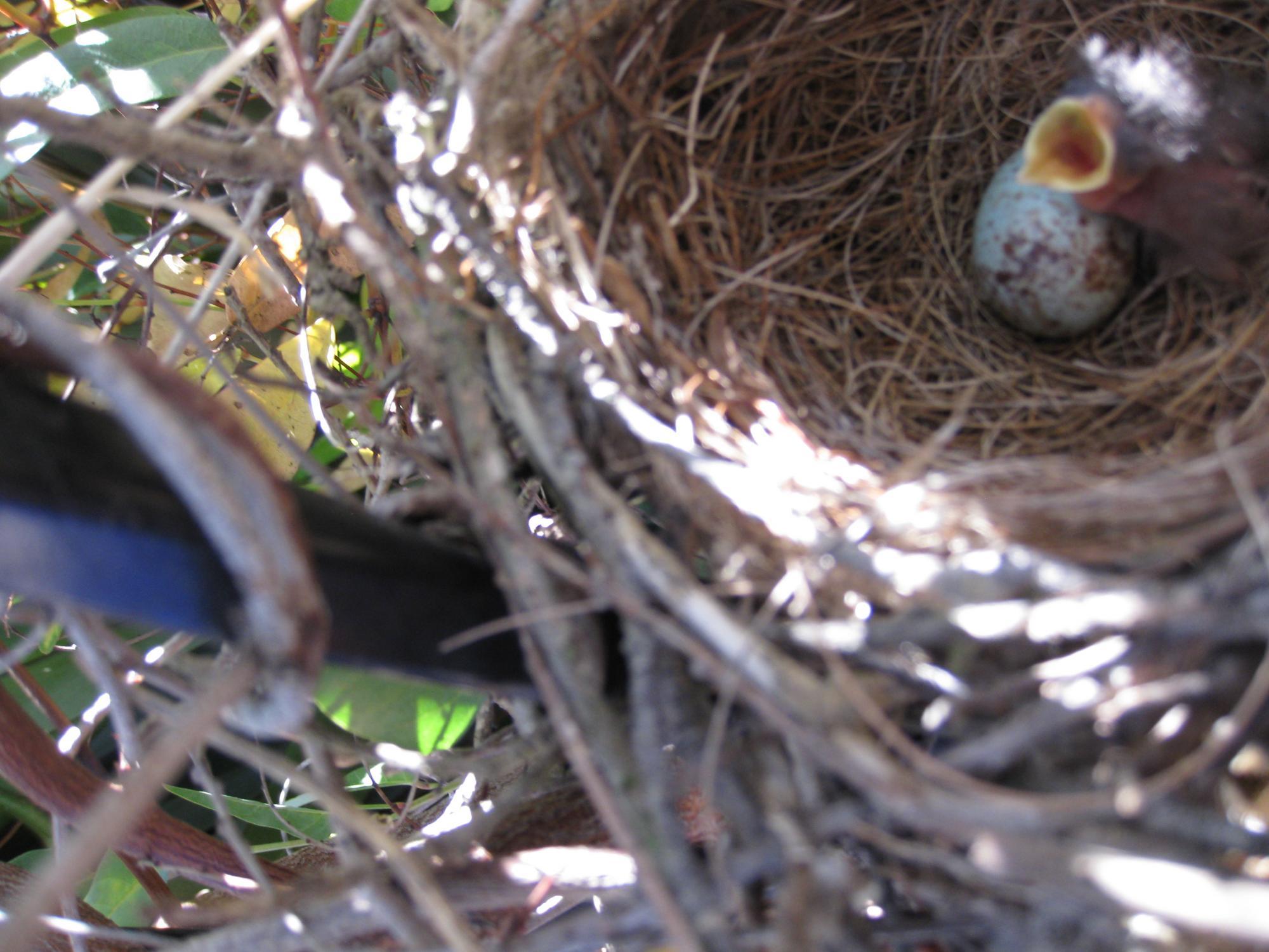 Baby Bird and Nest Logo - Northern Mockingbird (Mimus polyglottos) Northern Mockingbird nest ...
