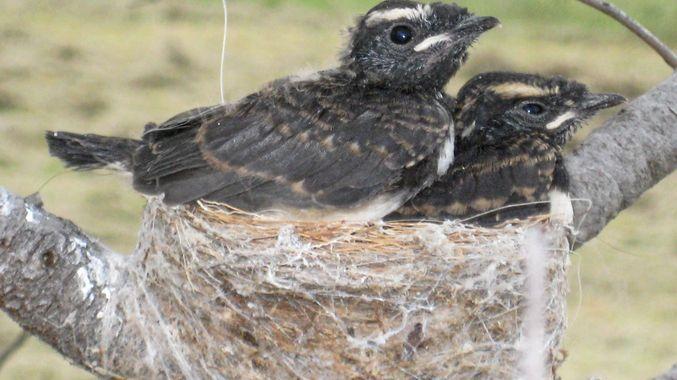 Baby Bird and Nest Logo - How to care for a lost baby bird | Warwick Daily News