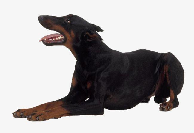 Black Doberman Logo - Black Doberman, Large Dogs, Doberman, Pet Dog PNG Image and Clipart