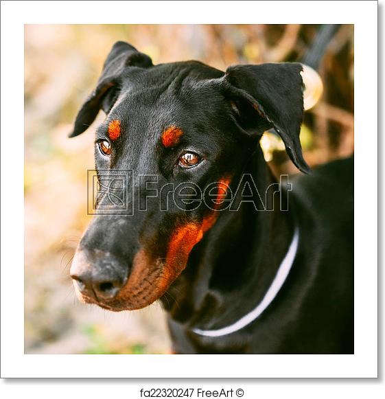 Black Doberman Logo - Free art print of Close Up Black Doberman Dog Outdoor. Young ...