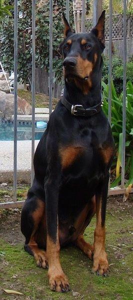 Black Doberman Logo - Doberman Pinscher Dog Breed Information and Picture