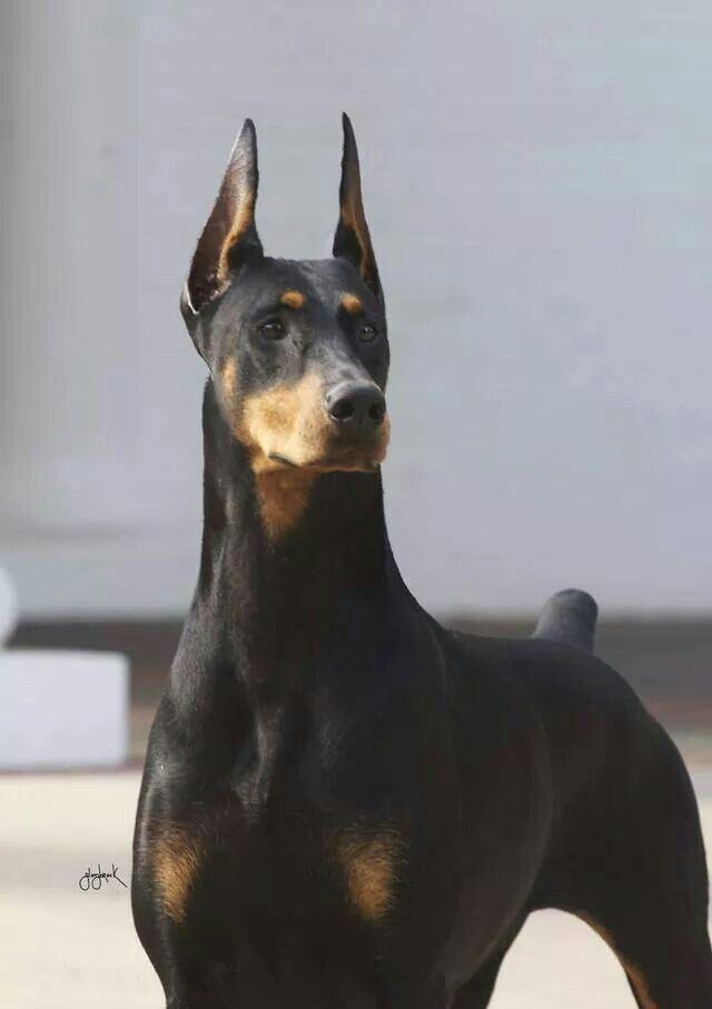 Black Doberman Logo - Beautiful black #Doberman #dobermanpinscher. Dogs. Doberman, Dogs