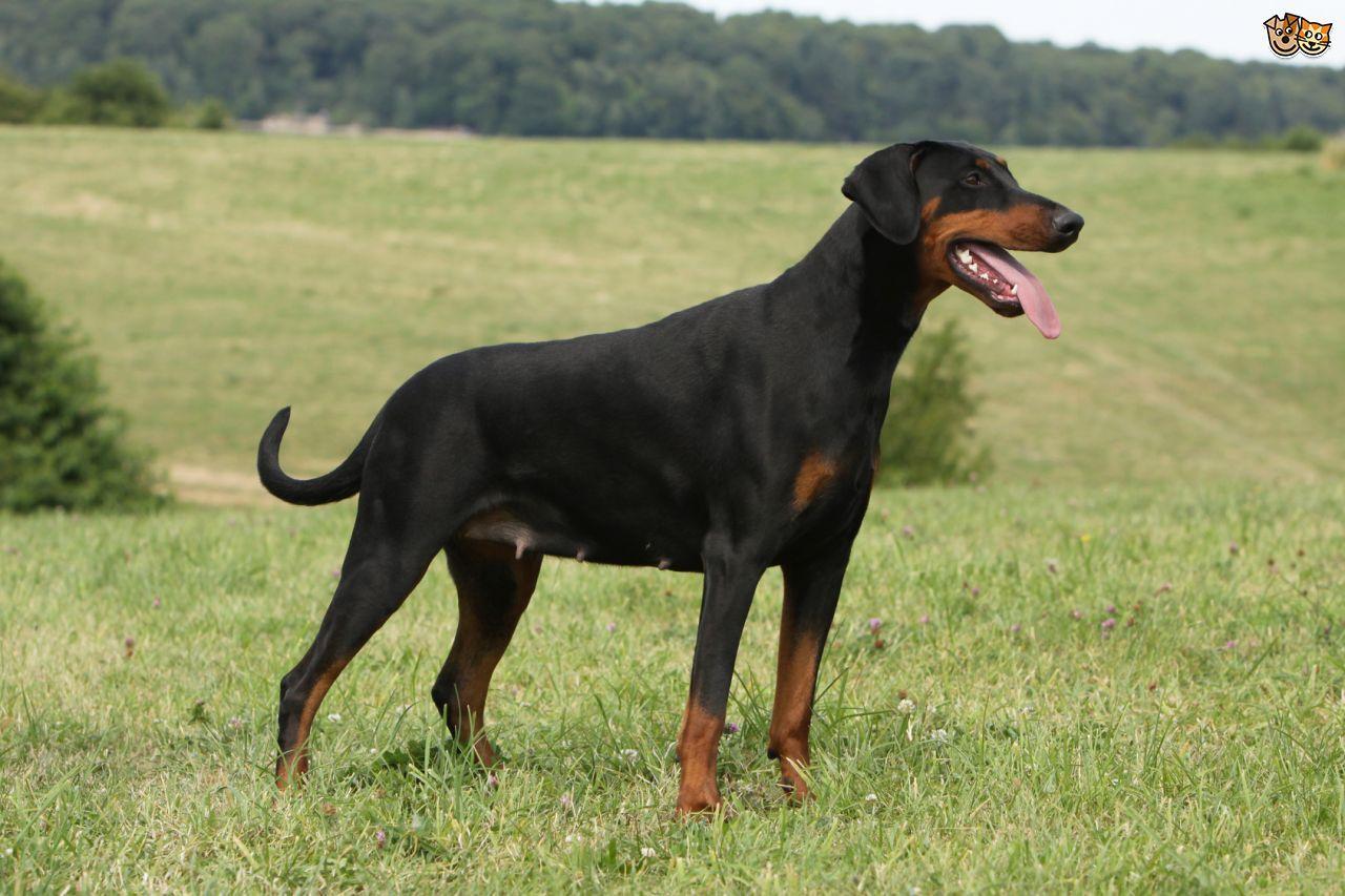 Black Doberman Logo - Dobermann. Dog Breed Facts, Highlights & Advice