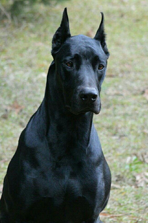 Black Doberman Logo - The Doberdane. A Doberman Great Dane mix. | funny dogs | Dogs ...