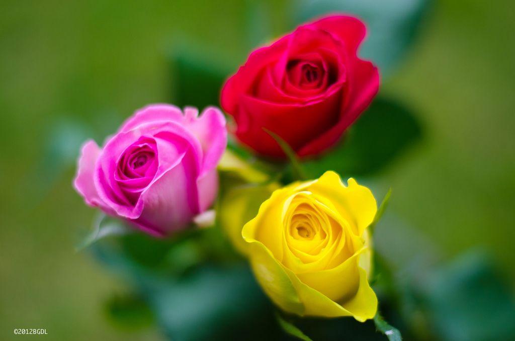 Red Yellow Pink Logo - Roses Are Red, Yellow and Pink! | Okay, there is some green … | Flickr