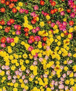 Red Yellow Pink Logo - Marigold Flower Wall Photo Backdrop Red Yellow Pink: Amazon.co.uk ...